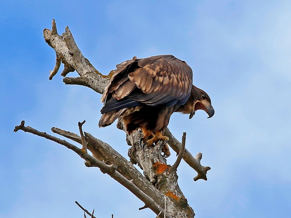 Фотография автора Олег Сенников