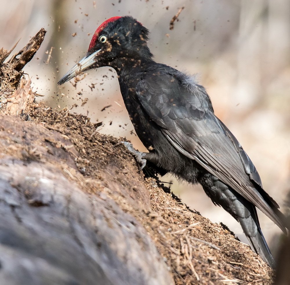 Желна у муравейника в поиске еды