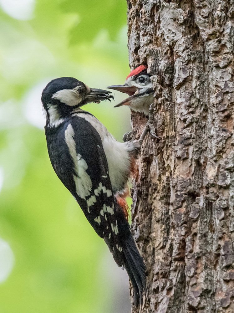 Большой пёстрый дятел кормит птенца