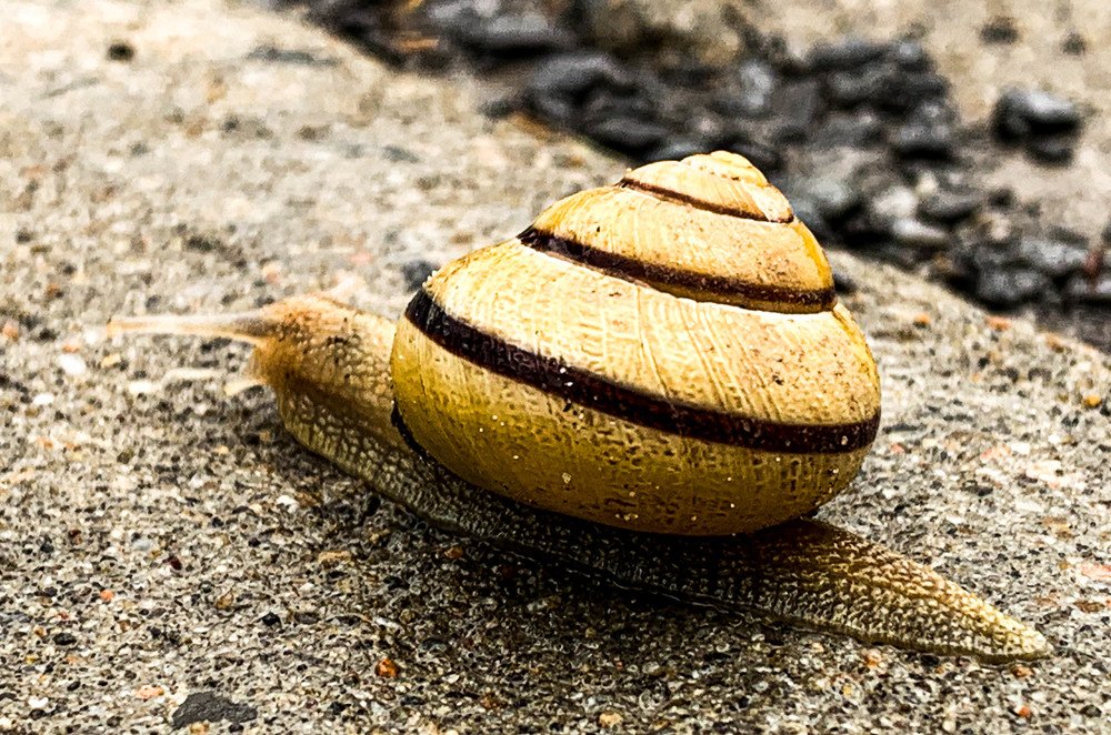 Photograph by anita parish