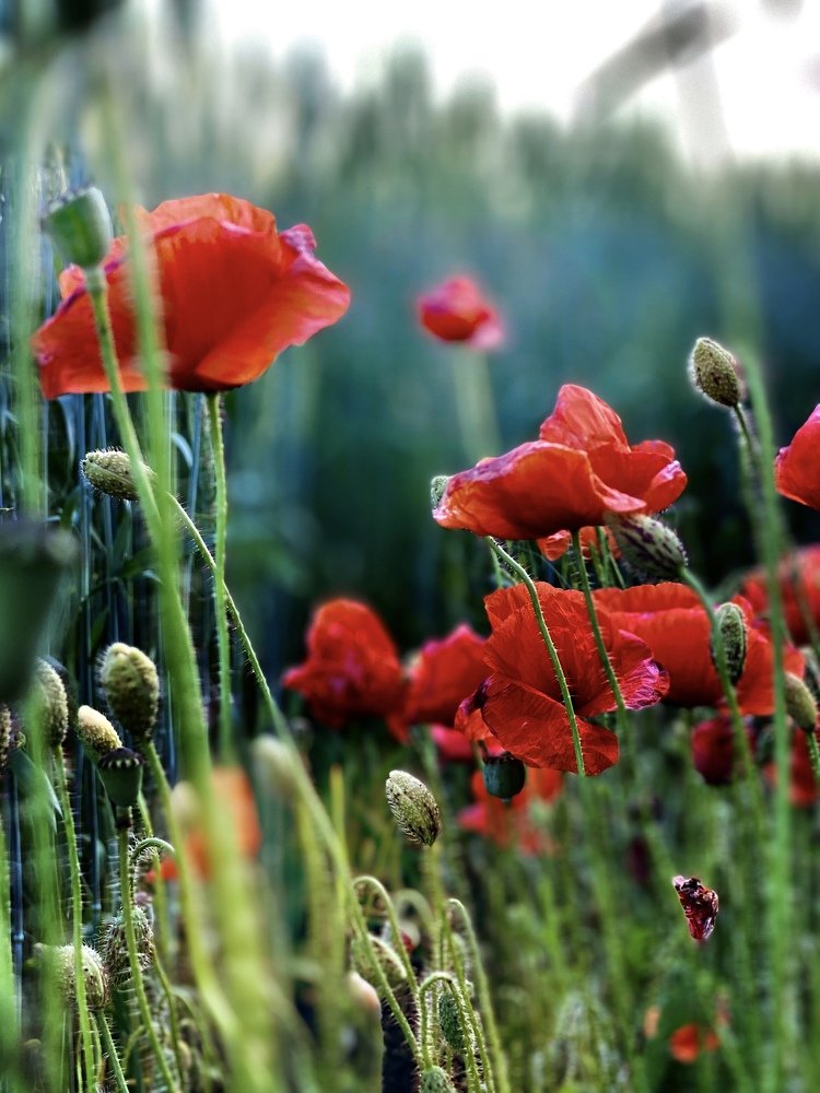 Маковый цвет