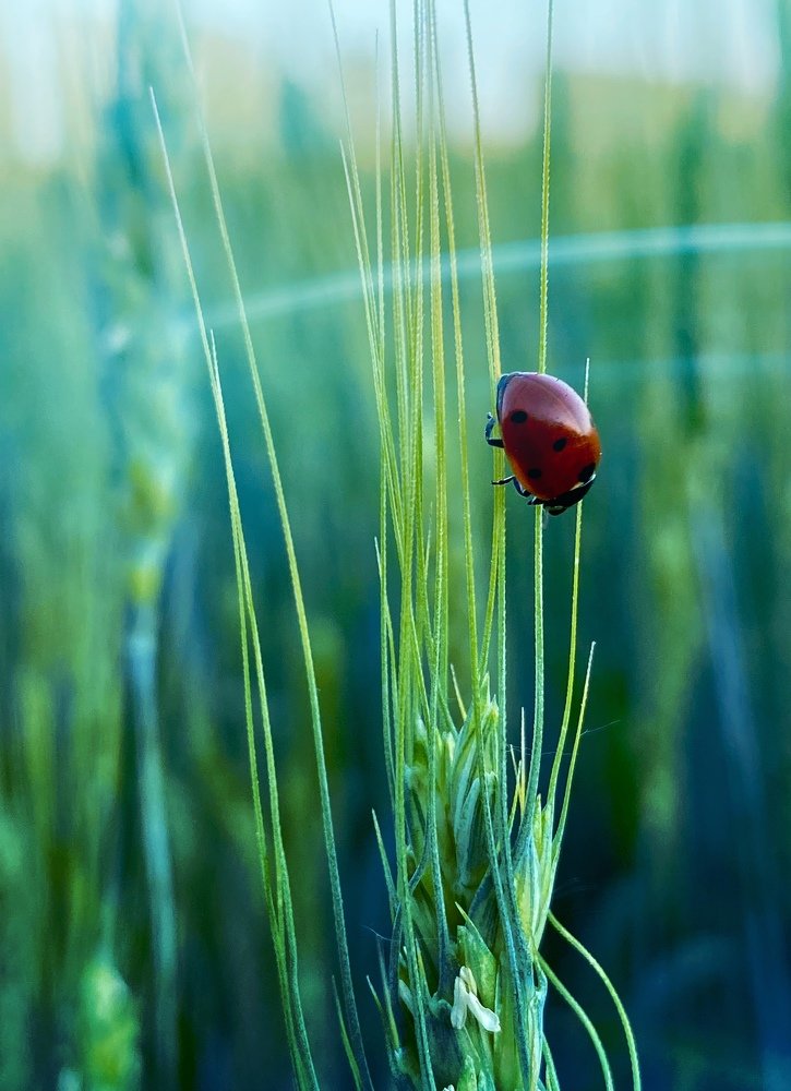 Вперёд к солнышку