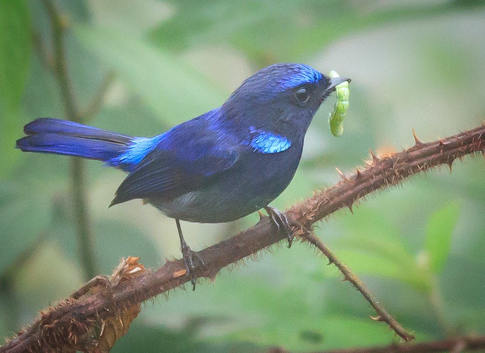 Small Niltava
