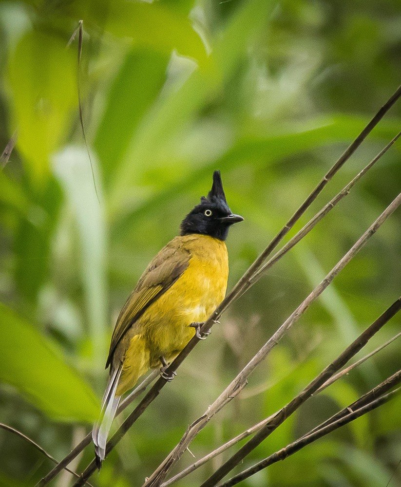 Yellow crested Bulbul