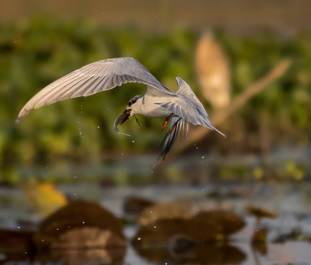 Whiskered tern with catch