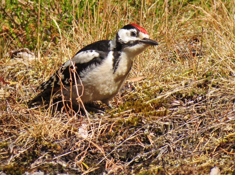 Photograph by Илья Сандлер