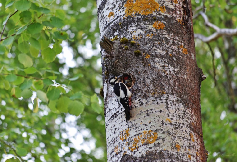 Photograph by Илья Сандлер