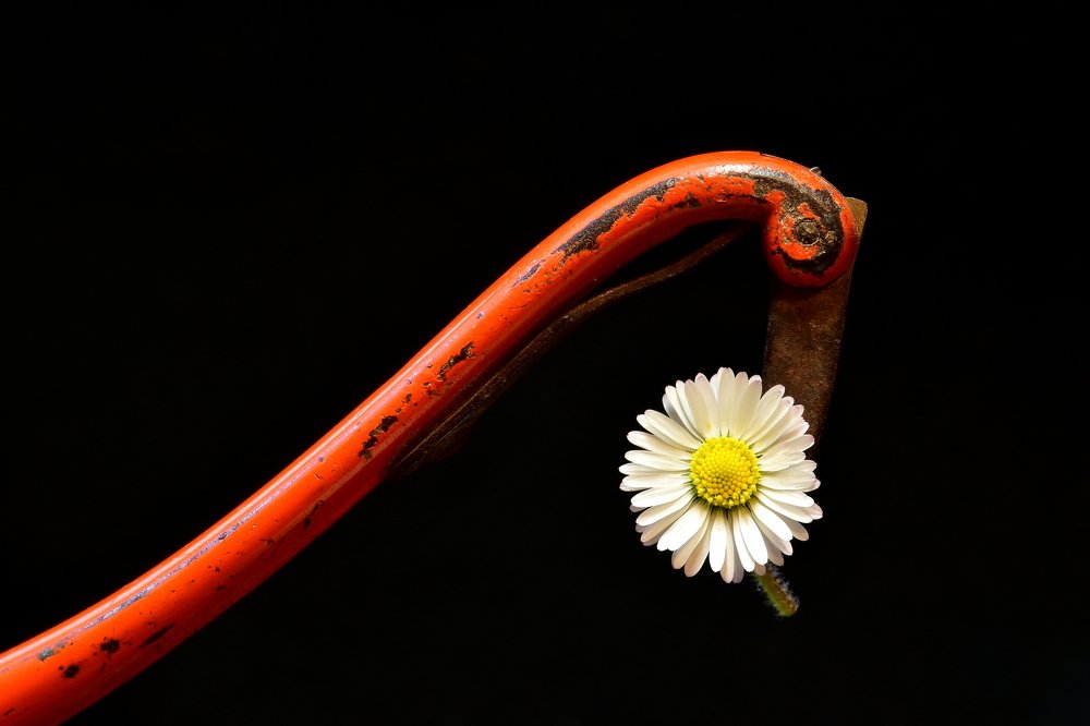 The Long-Billed Daisy Bird