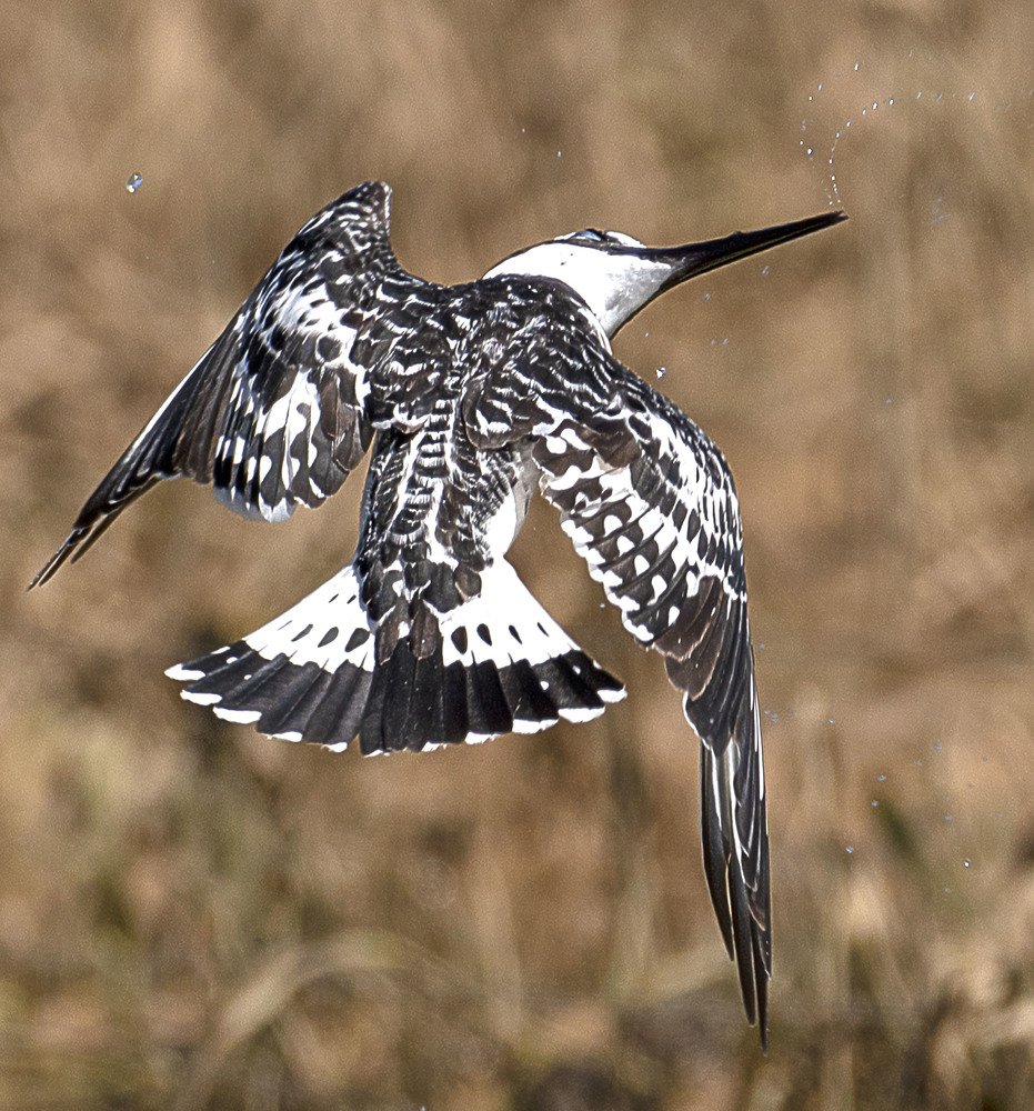 Photograph by Laila Bidah