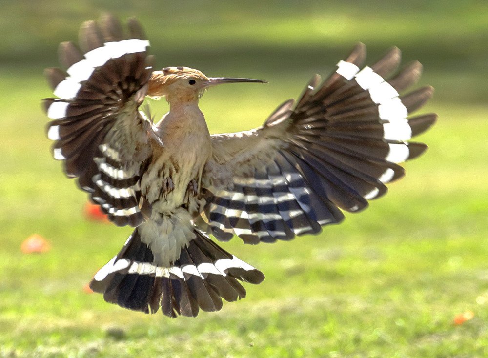 Photograph by Laila Bidah