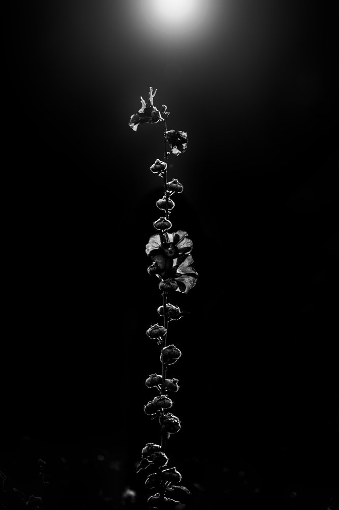 Photograph by Kartik Thevar