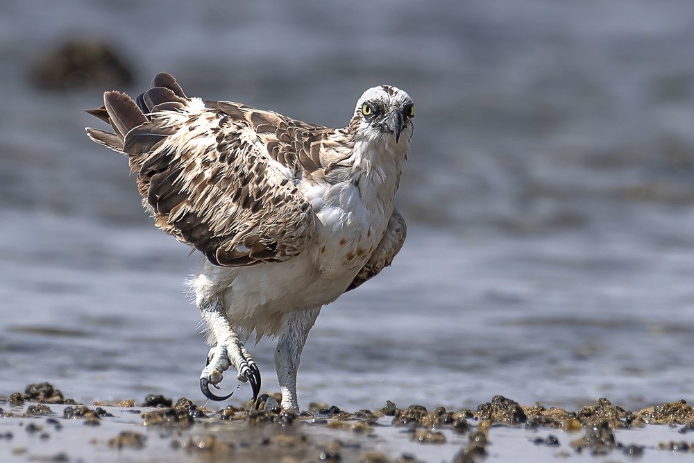 Photograph by Laila Bidah