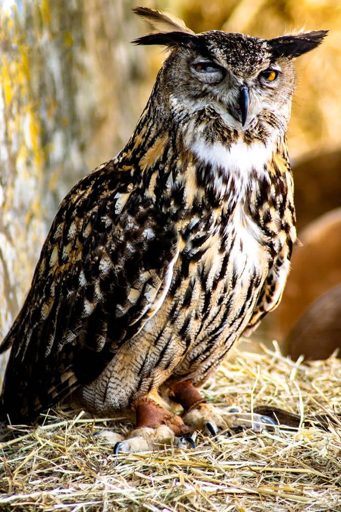 Photograph by SIMONE CIULLI