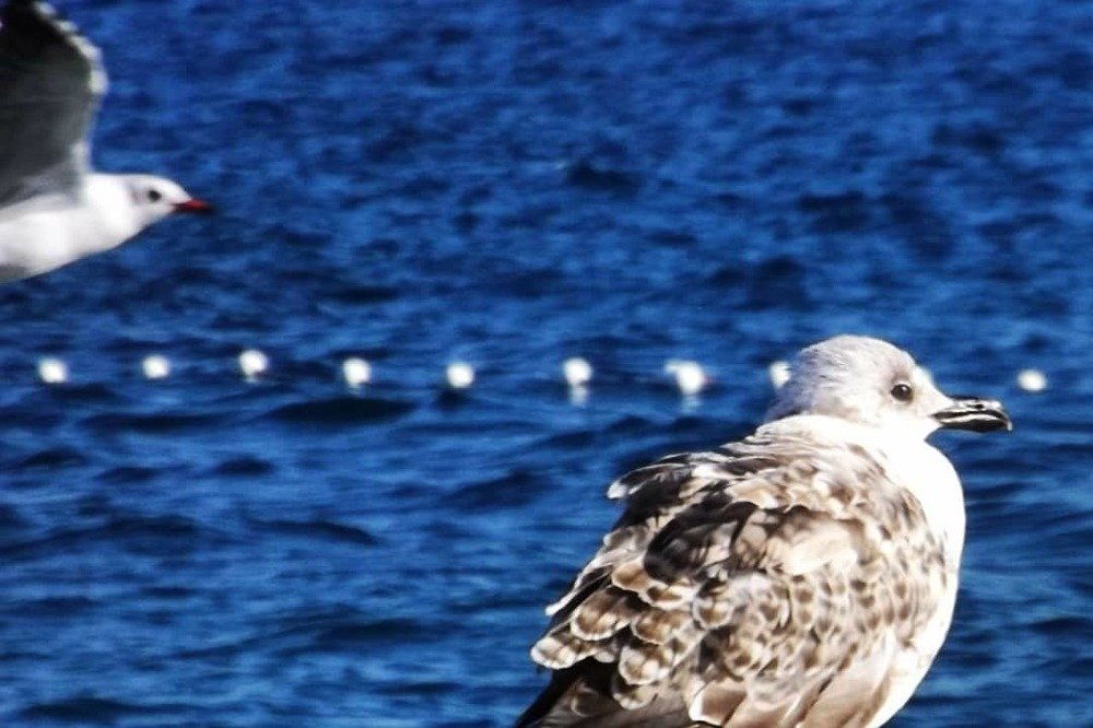 Photograph by SIMONE CIULLI