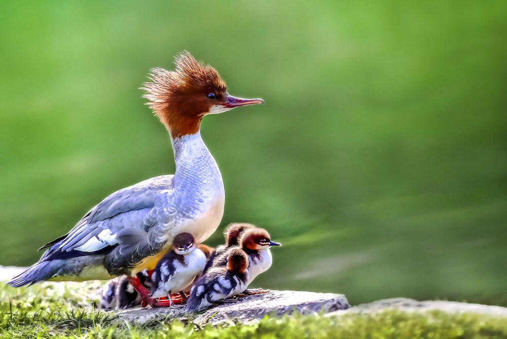 Крохаль с потомством.