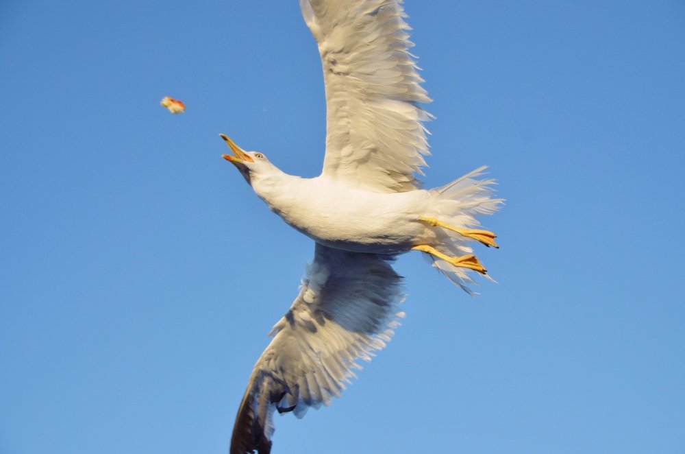 Photograph by Galina Baranovskaja
