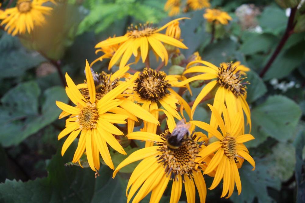 Photograph by Нина Гирнык