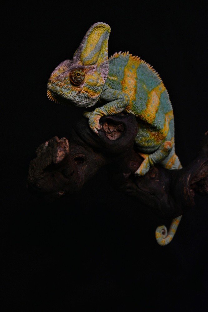 Photograph by Ivo Damen