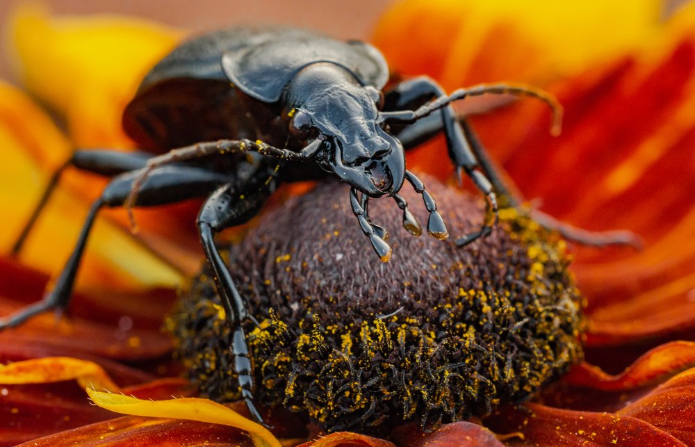 Photograph by Ольга Линк