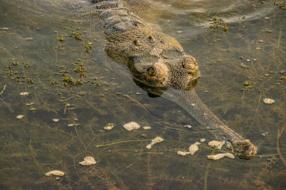 The Fish Eating Crocs