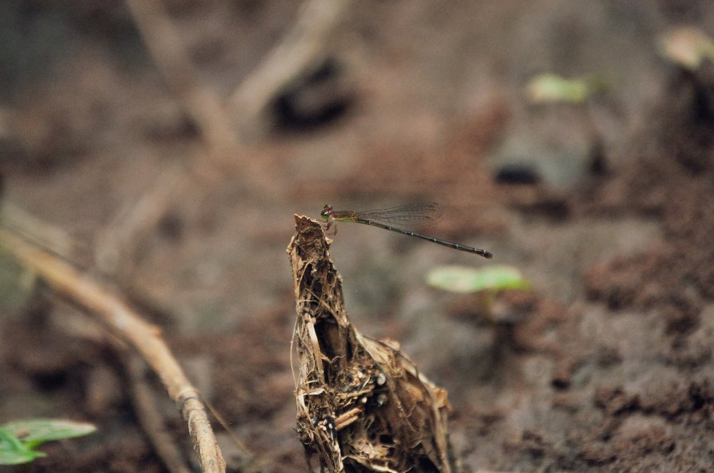 Photograph by Alexander Pariola