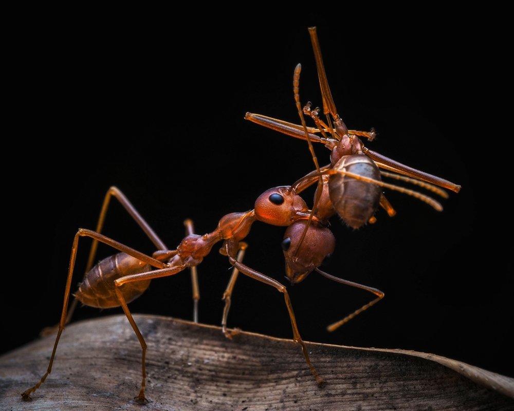 Ant vs ant