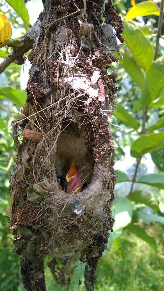 Photograph by Masud Parvez