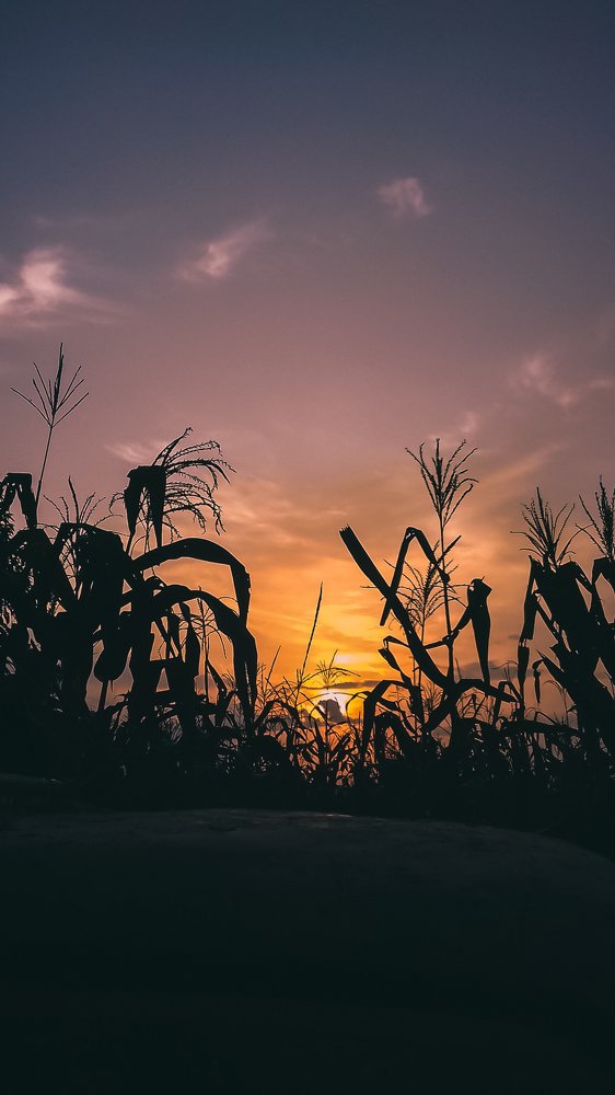 Sunset in the maize farm