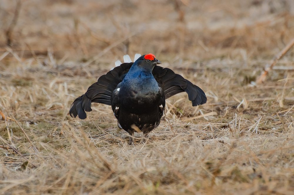 Photograph by Дмитрий Бухтик