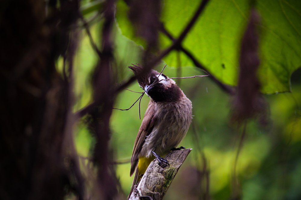 himalyan bulbul