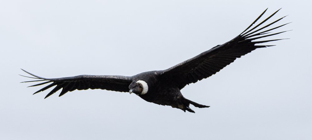 Condor flying