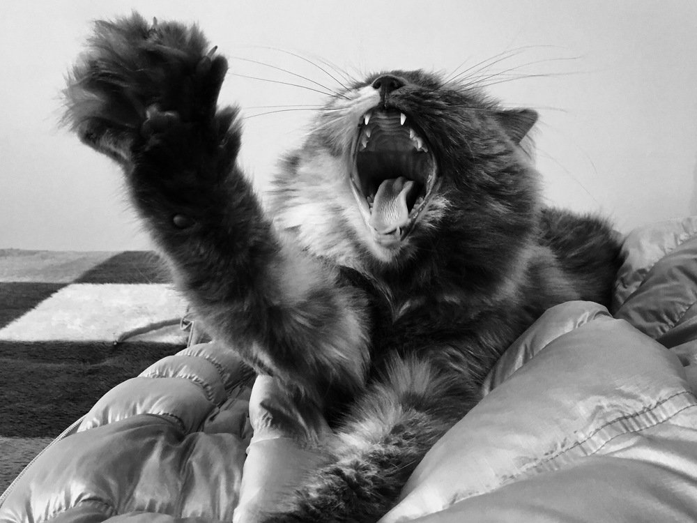 Потягушки (Misha's fond of stretching)