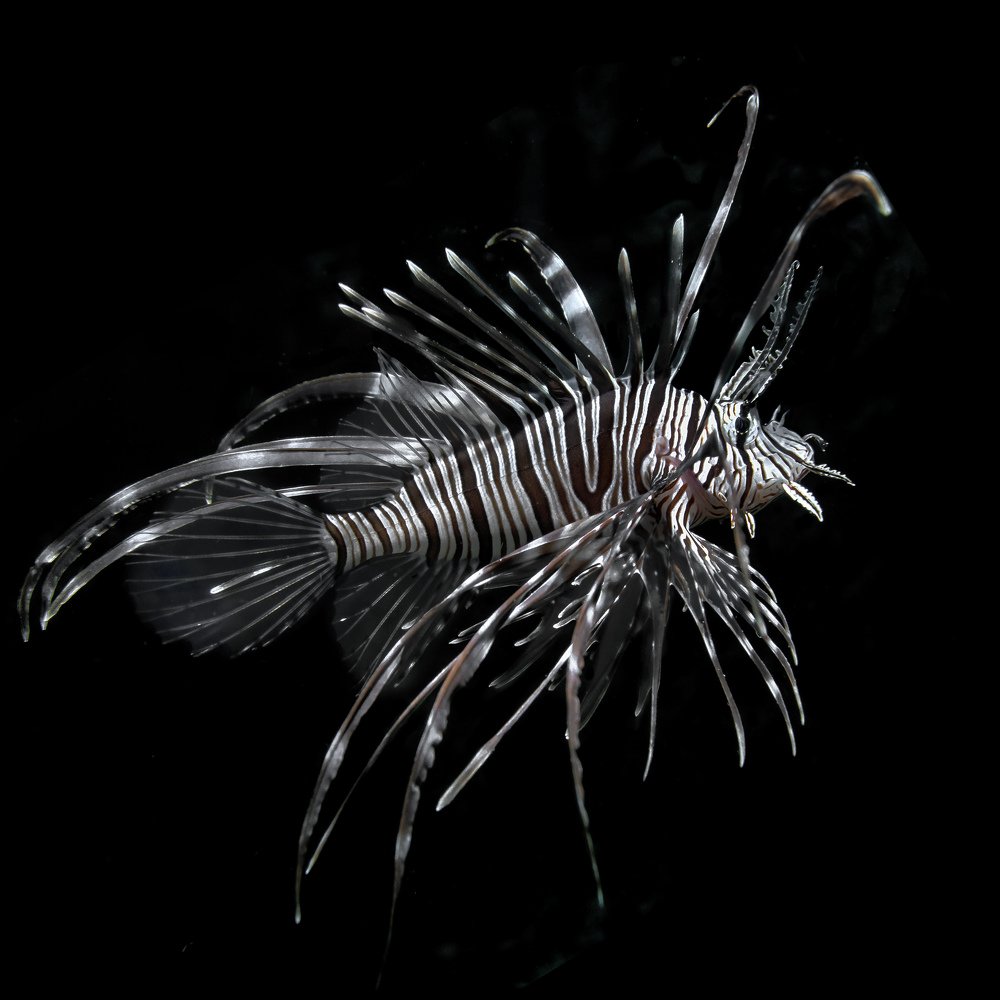 Photograph by Альт Эдуард