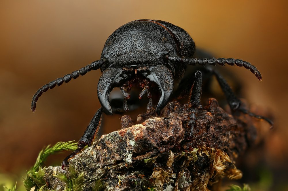 Короткоусый усач