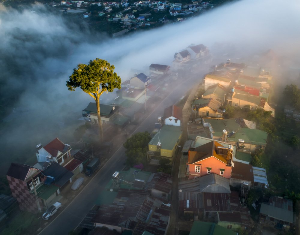 the shadow of the old plantain tree