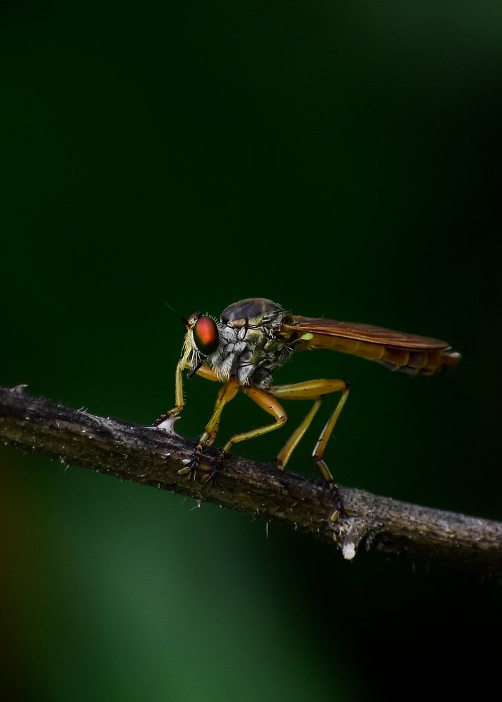 Robber fly (Ommatius sp.)