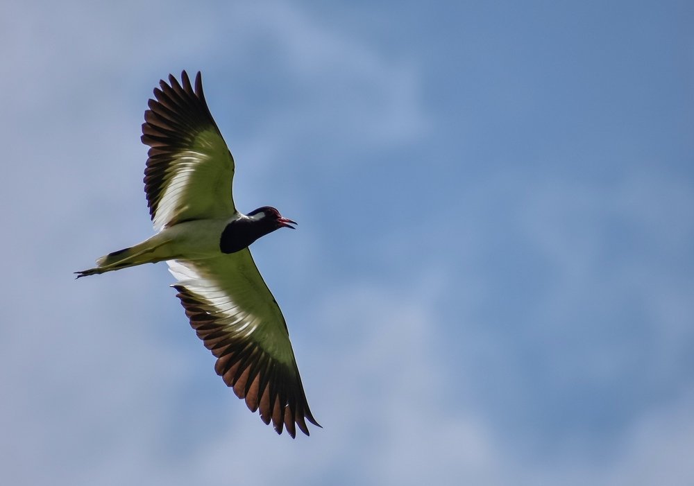 Photograph by DEEP SARKAR