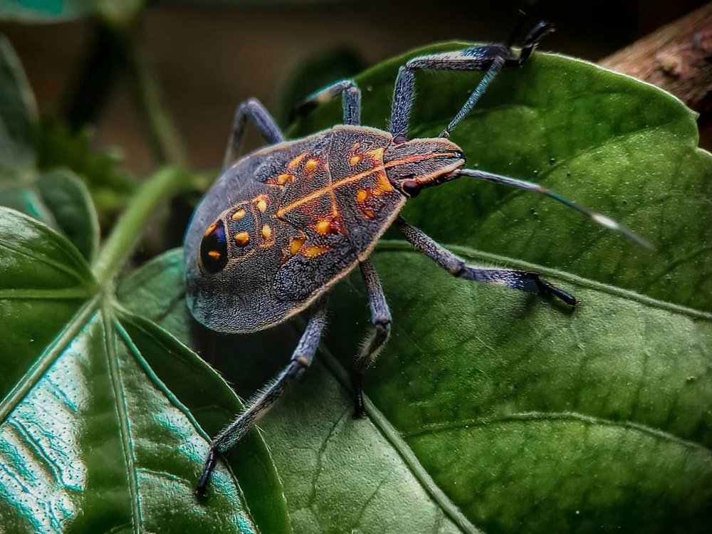 Photograph by Susmita Ghosh