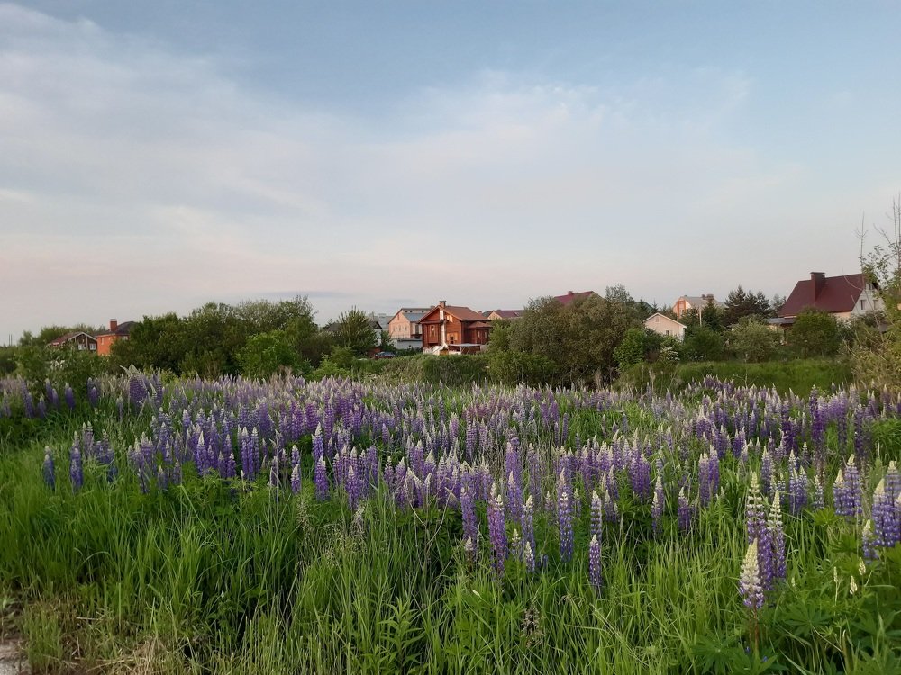 Некрасовка