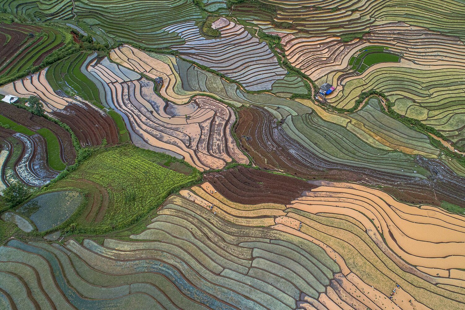 ON A NEW RICE FISHING
