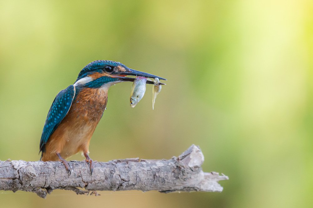 Photograph by Михаил Гнатковский