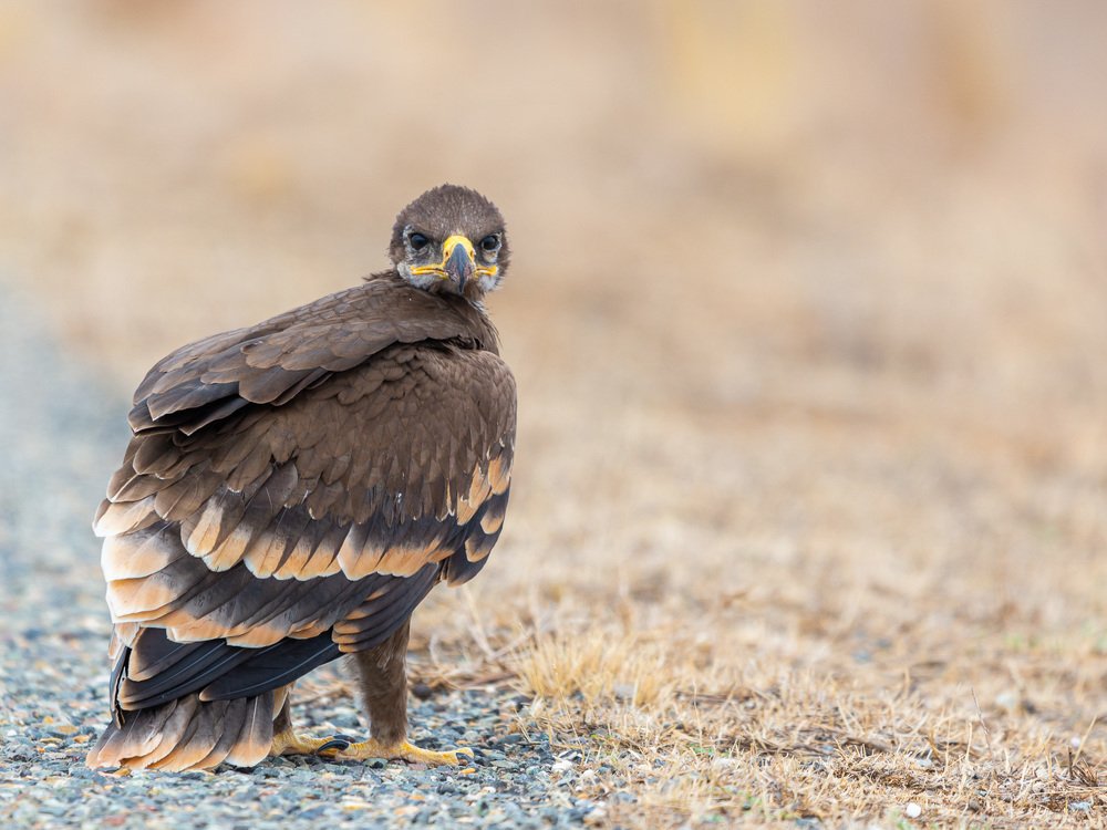 Photograph by Михаил Гнатковский