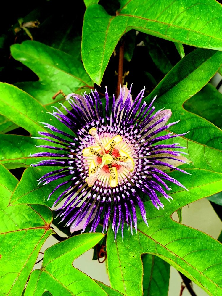 Photograph by Samjhana Karki