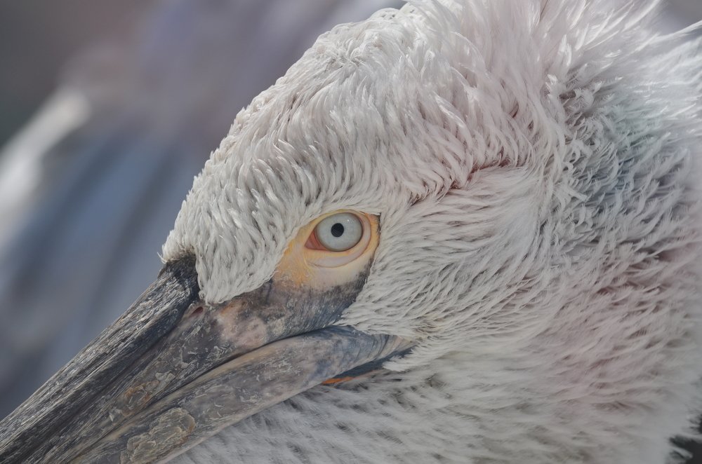 Пронзительный взгляд.