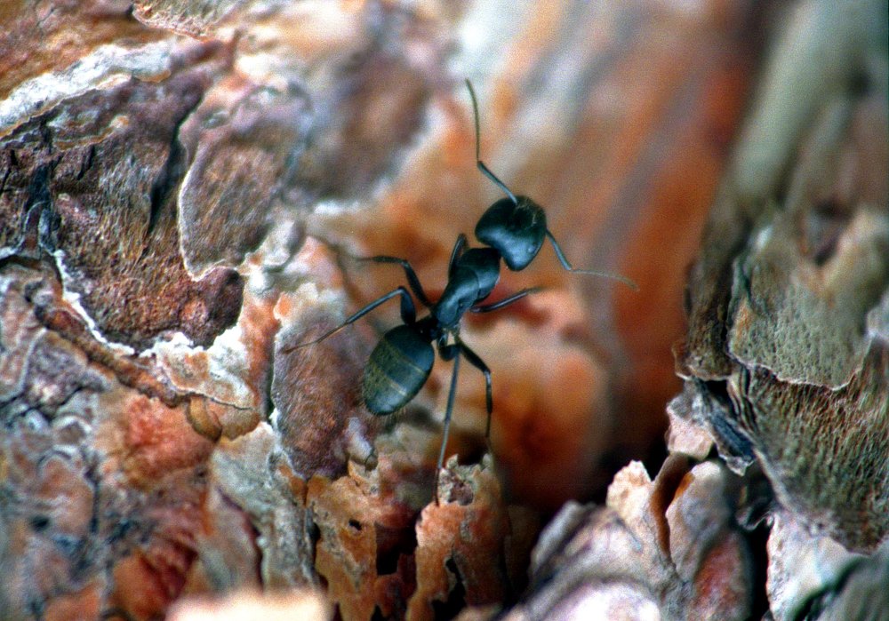 Photograph by петр чиков