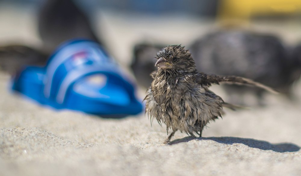Фотография автора Сигидова Ирина
