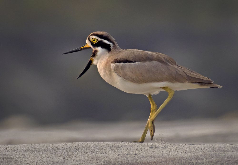 Photograph by Shibram Nag