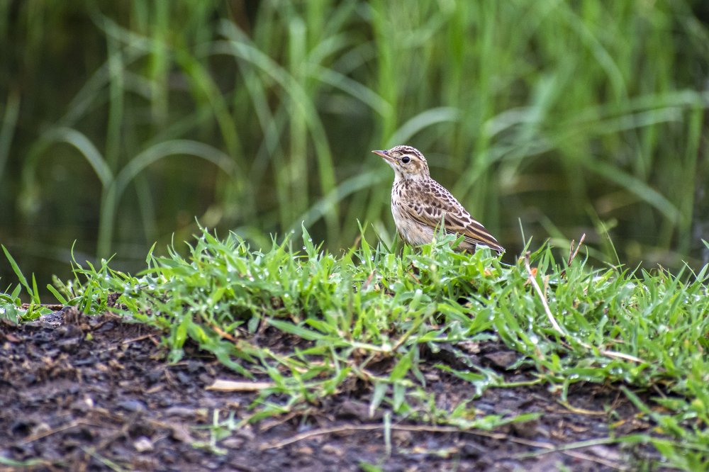 Photograph by mayur shrimali