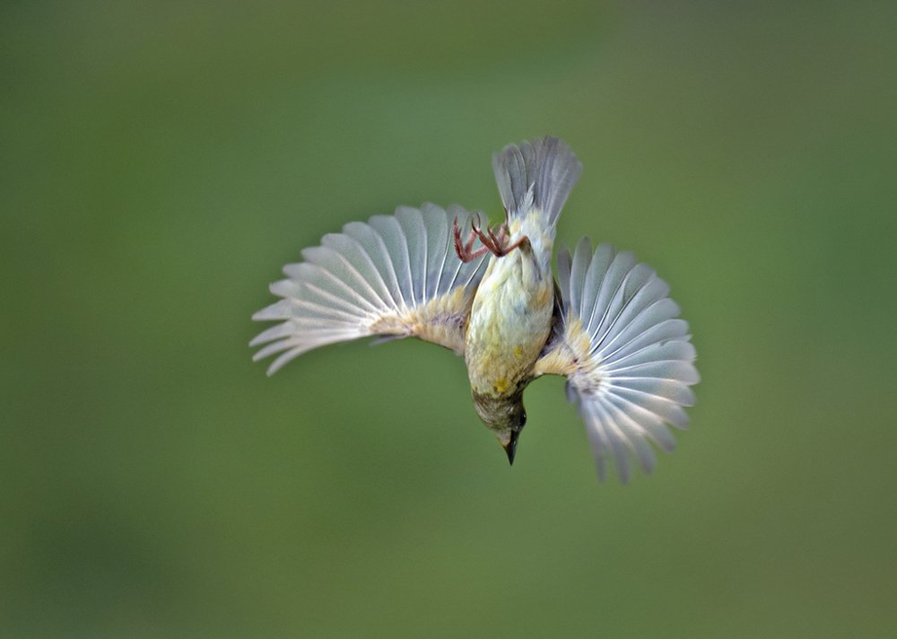 Photograph by Shibram Nag