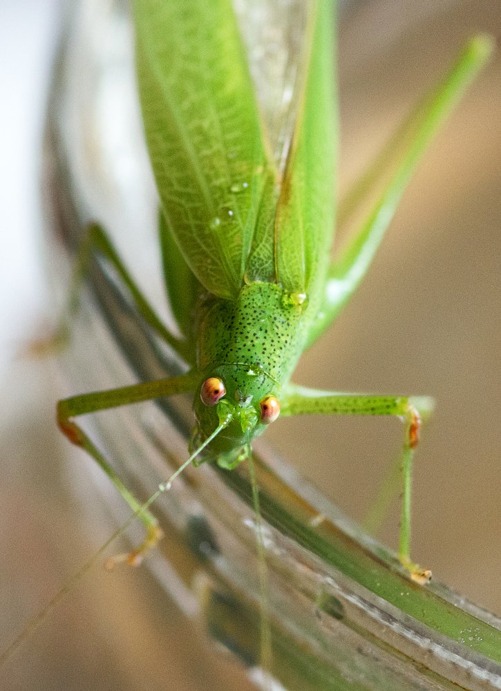 Tettigonia viridissima
